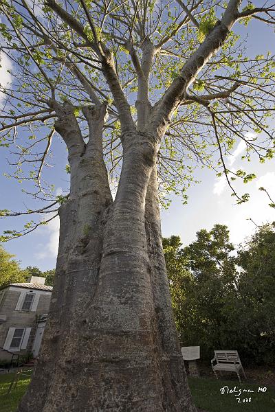 20080424_184510 D3 P.jpg - This baobab tree was planted in 1939 by Fairchild and is still growing.  Its wood is spongy